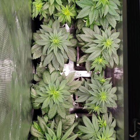 Northern Lights growlog timeline photo
