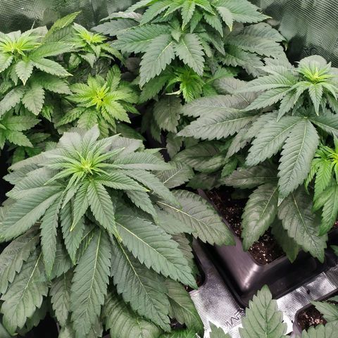 Northern Lights growlog timeline photo
