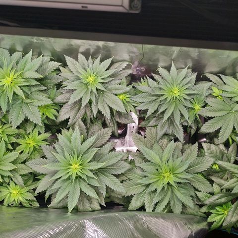Northern Lights growlog timeline photo