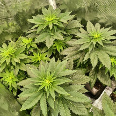 Northern Lights growlog timeline photo