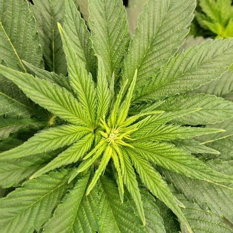 Northern Lights growlog timeline photo