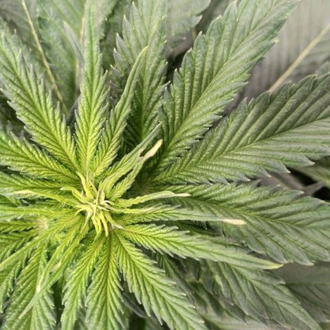 Northern Lights growlog timeline photo
