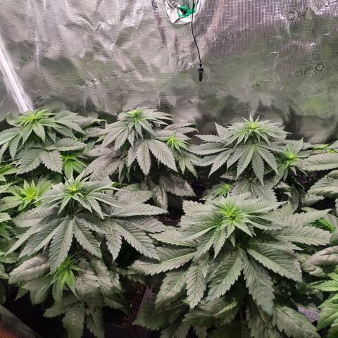 Northern Lights growlog timeline photo
