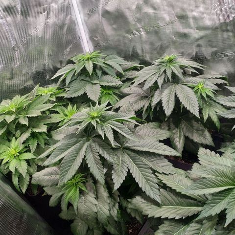 Northern Lights growlog timeline photo
