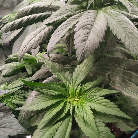 Northern Lights growlog timeline photo