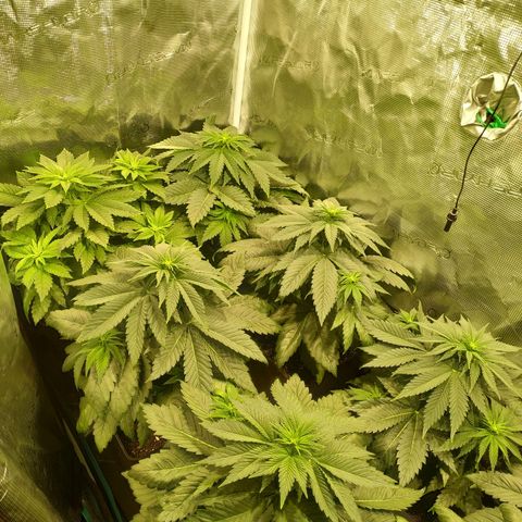 Northern Lights growlog timeline photo