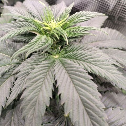 Northern Lights growlog timeline photo