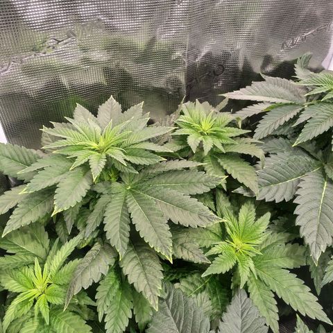 Northern Lights growlog timeline photo