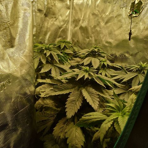 Northern Lights growlog timeline photo