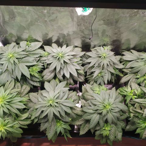 Northern Lights growlog timeline photo