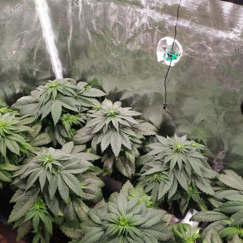 Northern Lights growlog timeline photo