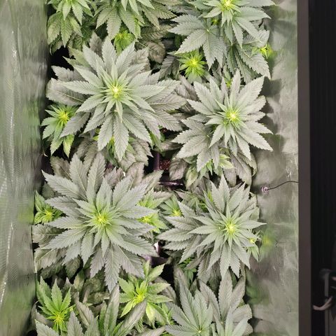 Northern Lights growlog timeline photo