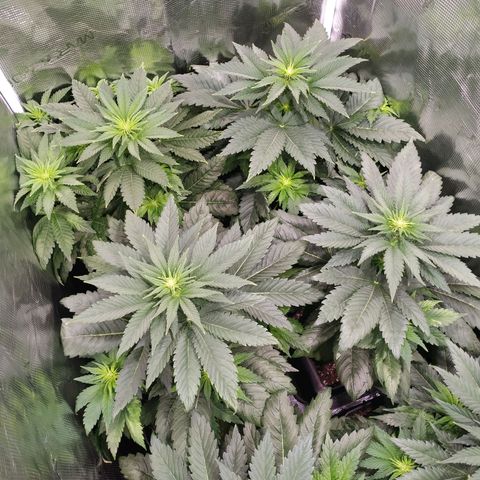 Northern Lights growlog timeline photo