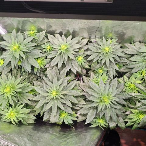 Northern Lights growlog timeline photo