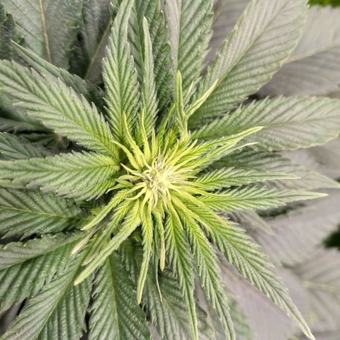 Northern Lights growlog timeline photo