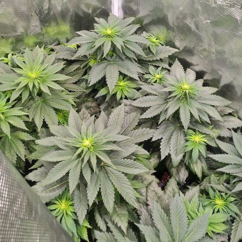 Northern Lights growlog timeline photo