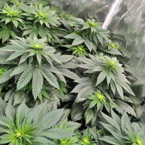 Northern Lights growlog timeline photo