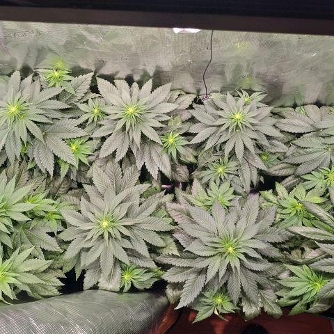 Northern Lights growlog timeline photo