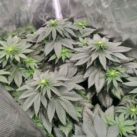 Northern Lights growlog timeline photo