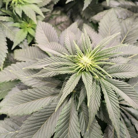 Northern Lights growlog timeline photo