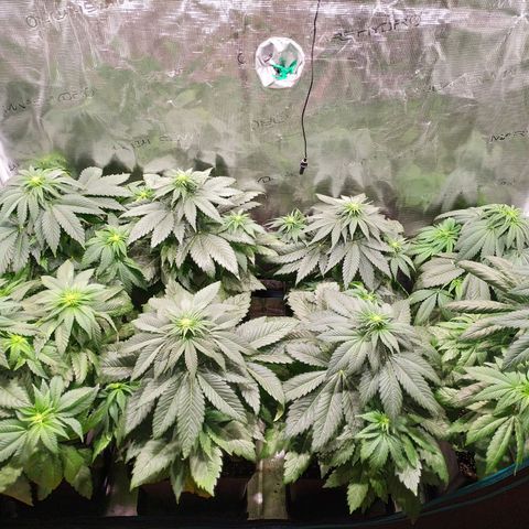 Northern Lights growlog timeline photo