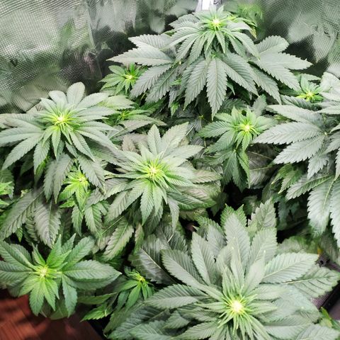 Northern Lights growlog timeline photo