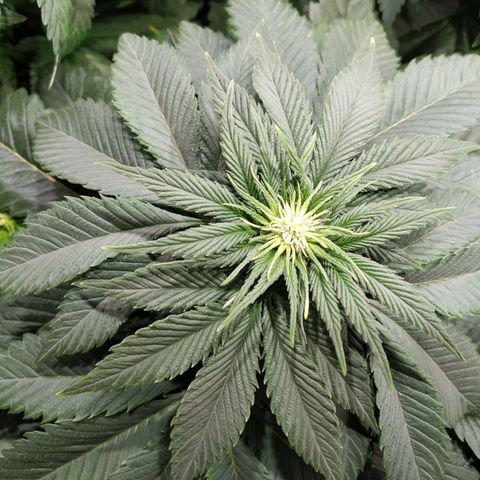 Northern Lights growlog timeline photo
