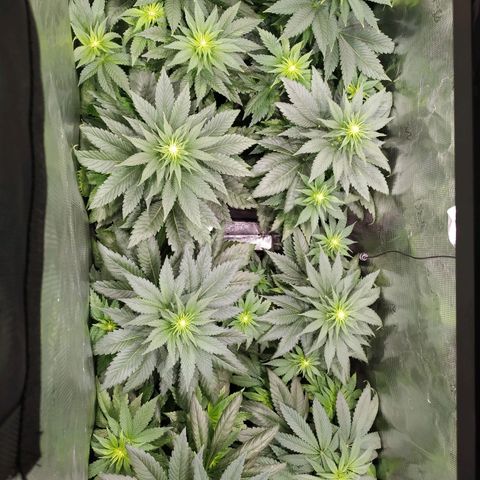 Northern Lights growlog timeline photo