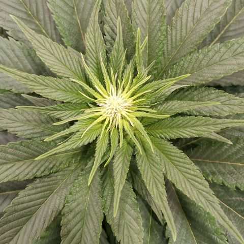 Northern Lights growlog timeline photo