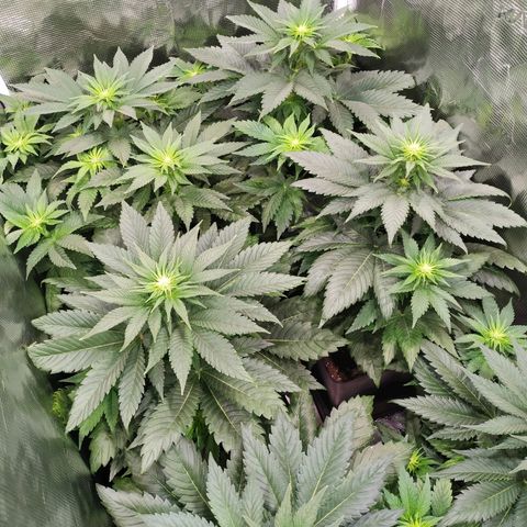 Northern Lights growlog timeline photo