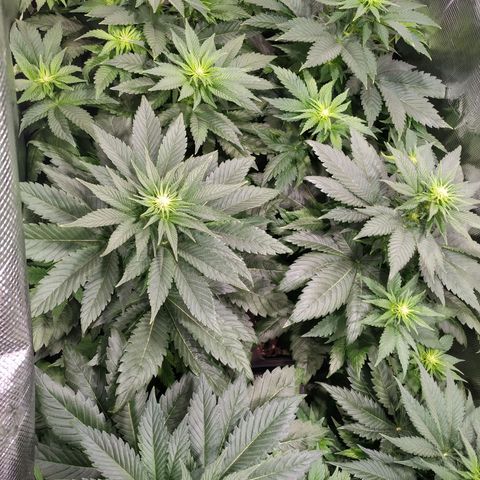 Northern Lights growlog timeline photo