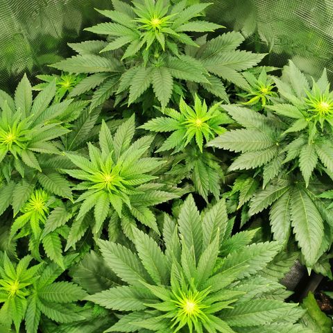 Northern Lights growlog timeline photo