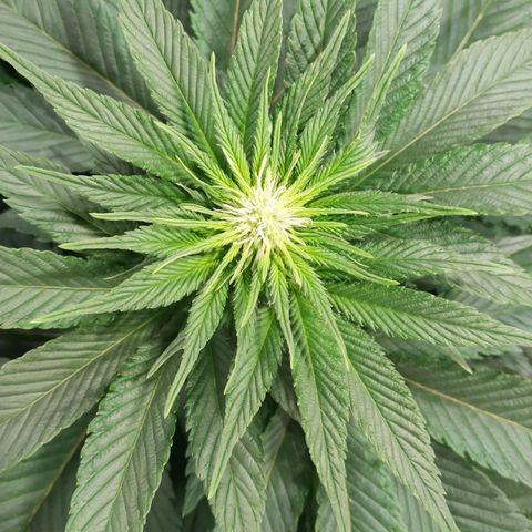 Northern Lights growlog timeline photo