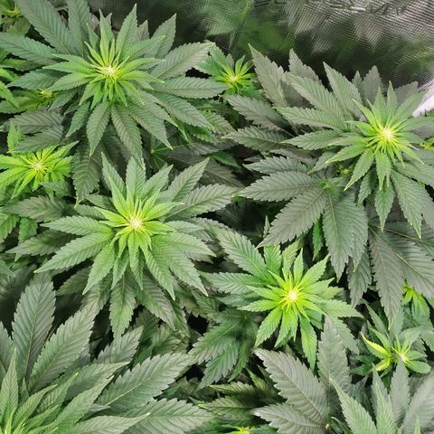 Northern Lights growlog timeline photo