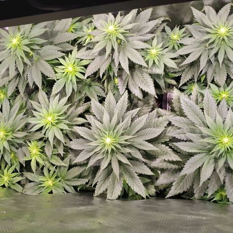 Northern Lights growlog timeline photo