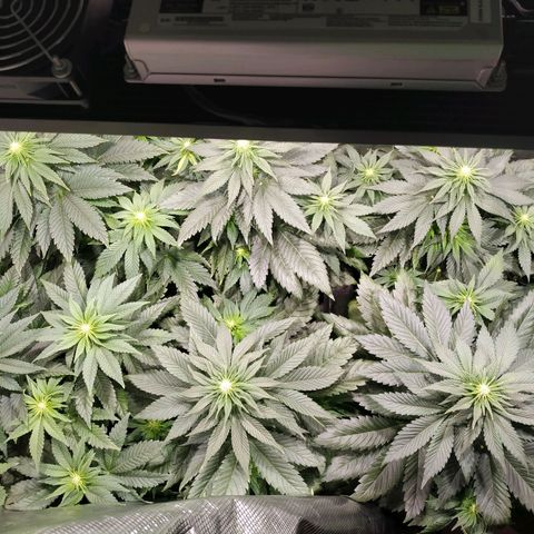 Northern Lights growlog timeline photo