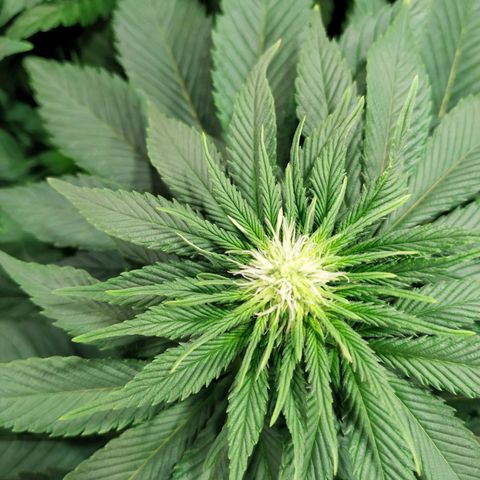 Northern Lights growlog timeline photo