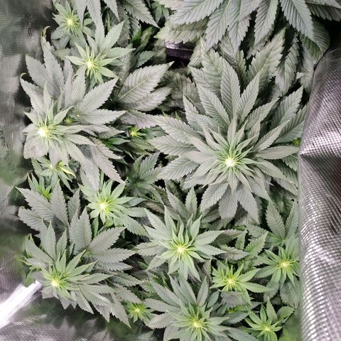 Northern Lights growlog timeline photo