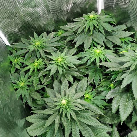 Northern Lights growlog timeline photo