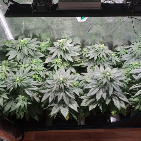 Northern Lights growlog timeline photo