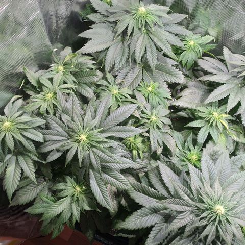Northern Lights growlog timeline photo