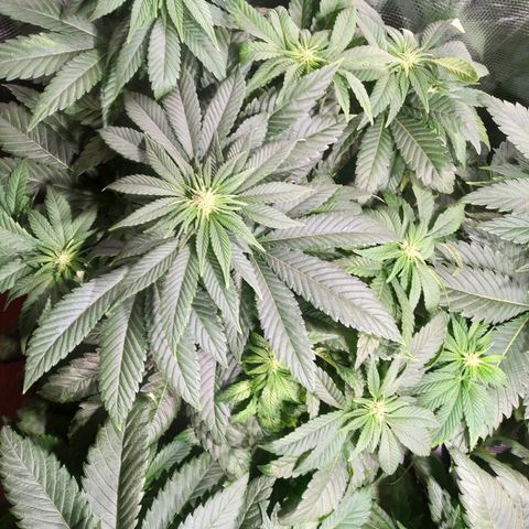 Northern Lights growlog timeline photo