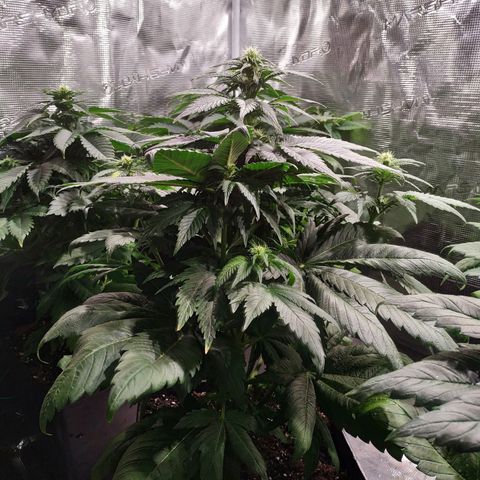Northern Lights growlog timeline photo