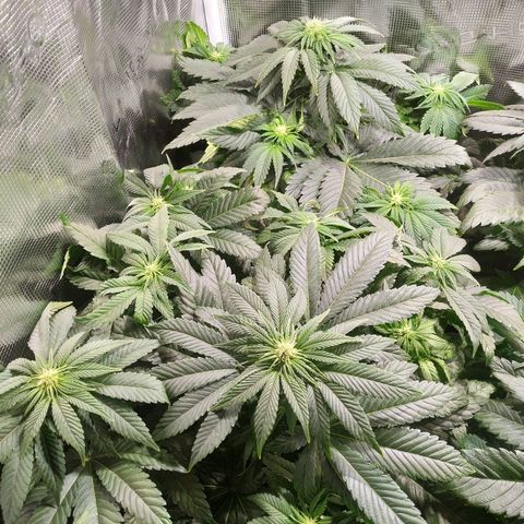 Northern Lights growlog timeline photo
