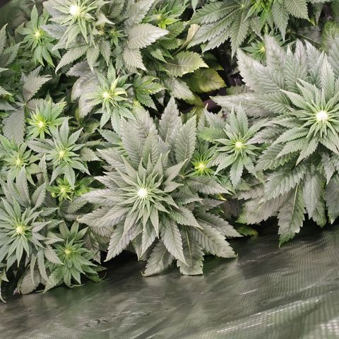 Northern Lights growlog timeline photo