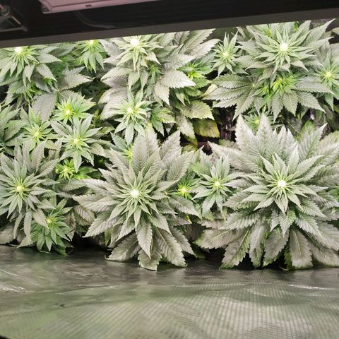 Northern Lights growlog timeline photo