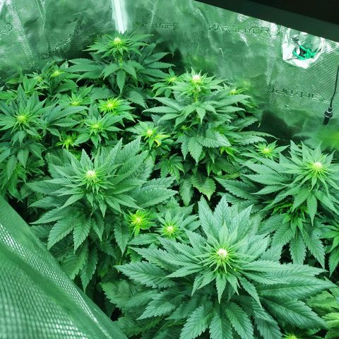 Northern Lights growlog timeline photo