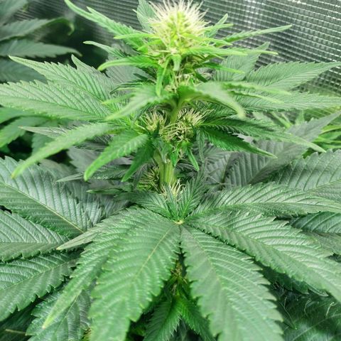 Northern Lights growlog timeline photo