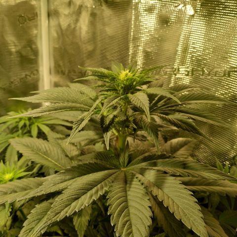 Northern Lights growlog timeline photo