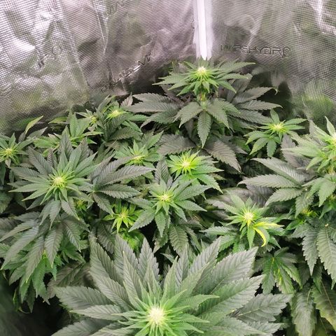 Northern Lights growlog timeline photo